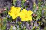 Dwarf Creeping Rock Rose Seeds for Planting (50 Seeds) - Blooming Ground Cover - Fumana procumbens