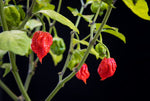 Carolina Reaper Pepper Seeds to Plant - Worlds Hottest Peppers