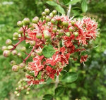 Henna Tree Seeds for Planting (30 Seeds) - Lawsonia Inermis - Egyptian Privet Tree