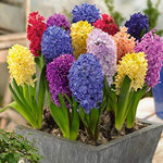 Crystal Live Green Gardening Rare Variety Hyacinth Imported Flower Bulbs (Multicolour) - Pack of 5 Bulbs