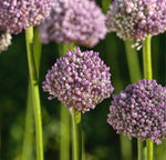 Ping Pong Allium Bulbs for Planting - Easy to Grow Miniature Allium Flowers, Great for Garden or Container