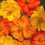 Cosmos Flower Seeds, Bright Lights Mix 1,000 Seeds Non-GMO Seeds - Ships from Iowa, USA