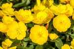 500 Evening Primrose Seeds for Planting -