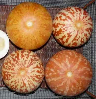 15 TIGGER / TIGER MELON Edible Muskmelon & Ornamental Vine Cucumis Melo Seeds