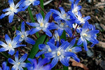 Chinodoxa Forbesii Bulbs Glory of Snow Blue Lilies Early Spring Flowers Bloom The Same time as Crocus Fall Shipping Begins 9/22/2020 (80 Bulbs). - Flowering Plant. e1