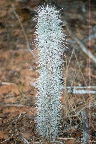 Octopus Tree Seeds for Planting (5 Rare Seeds) - Didierea madagascariensis