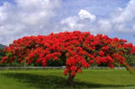 20 Seeds Delonix regia - Royal Poinciana Flamboyant Flame Tree Gulmohar