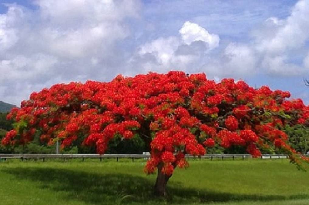 20 Seeds Delonix regia - Royal Poinciana Flamboyant Flame Tree Gulmohar