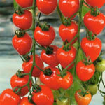 Cherry Berries Tomato Seeds! EXCELLENT SWEET TASTE!