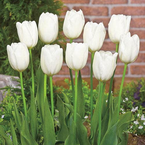 White Tulip Bulbs for Planting - Stunning White Wedding Tulips - Ships from Iowa, USA (50 Bulbs)