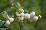 Snowberry Bush Seedlings for Planting - Symphoricarpos Albus - No Ship to California