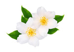25+ White Jasmine Tree Seeds - Vibrant White Flowers, Easy to Grow