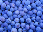 50 Northern Highbush Blueberry Bush Fruit Seeds Pre Stratified