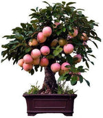 Dwarf Bonsai Apple Tree Seeds - 25 Seeds - Grow Exotic Indoor Fruit Bonsai