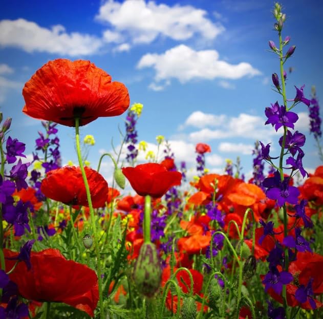 Power Couple - Poppy & Delphinium Flower Seed Mix for Planting (100 Seeds)