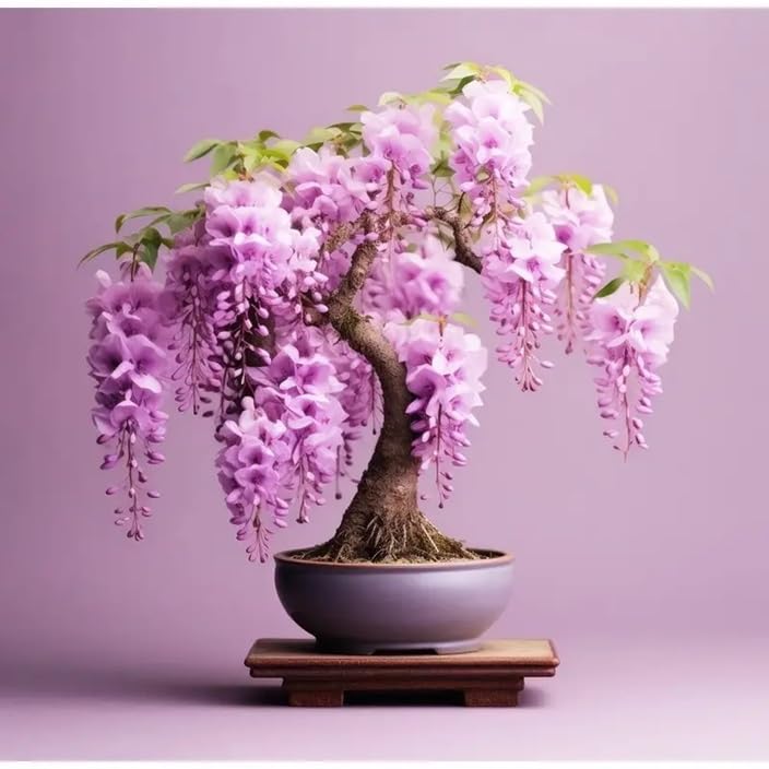 5 Pink Wisteria Bonsai Tree Seeds for Planting - Wisteria Floribunda