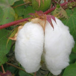 Egyptian Cotton Plant Seeds (Gossypium barbadense) 20+Seeds