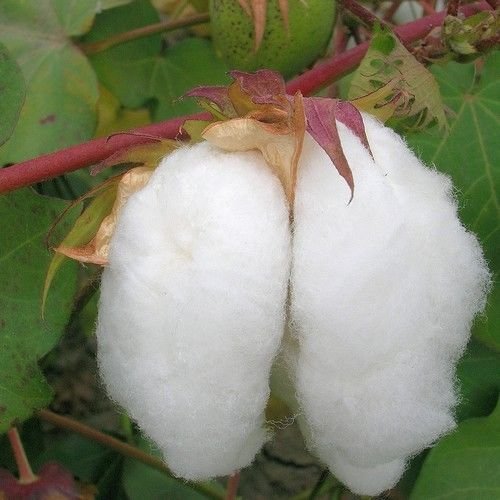 Egyptian Cotton Plant Seeds (Gossypium barbadense) 20+Seeds