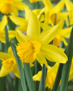February Gold Miniature Daffodil Bulbs for Planting - Adorable Mini Flowers