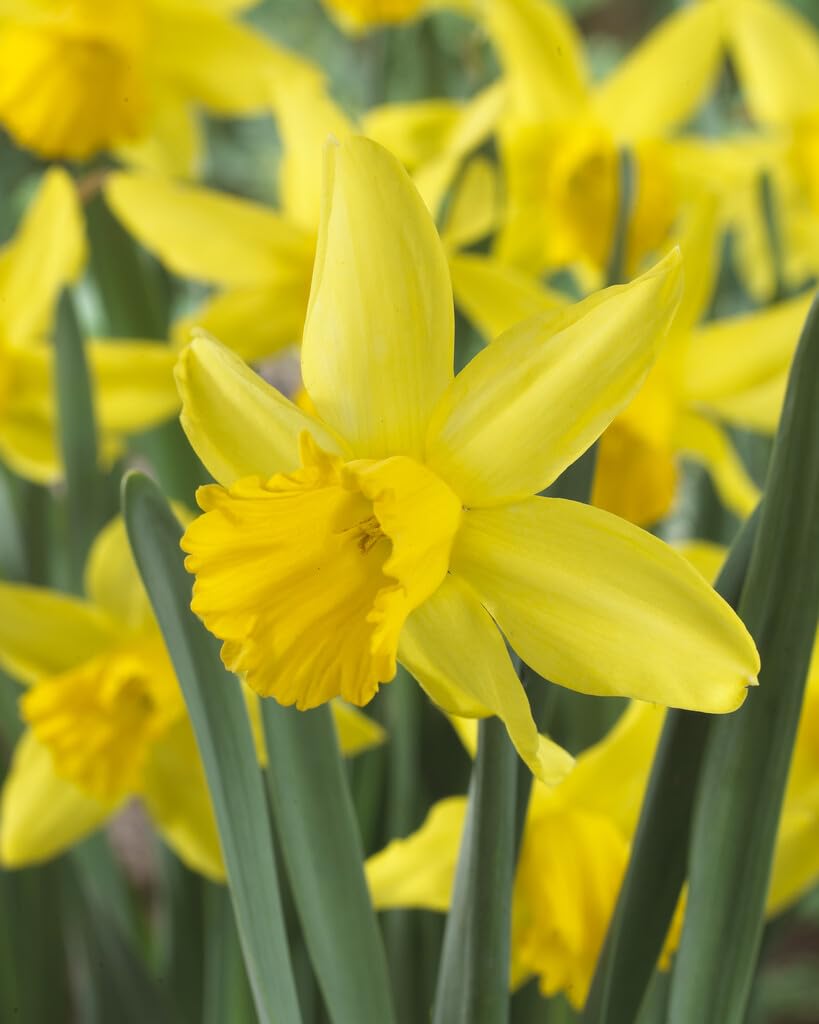 February Gold Miniature Daffodil Bulbs for Planting - Adorable Mini Flowers