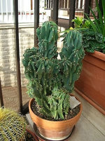 Cereus Peruvianus monstrose cactus 5 seeds~Monstrosus cactus