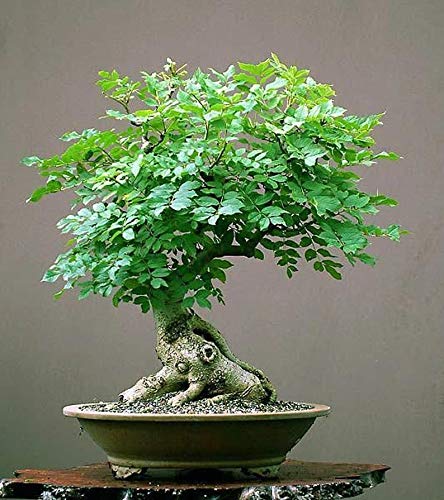 Bonsai Seed Bundle