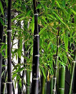 300+ Rare Black Bamboo Seeds for Planting | JUMBO Pack | Exotic and Fast Growing | Ships from Iowa, USA