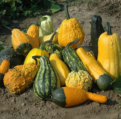 Lunch Lady Gourd Seeds for Planting (10 Seeds) - Exotic and Hard to Find Pumpkin, Squash and Gourd Seeds - Vegetable Garden Seeds