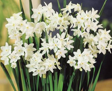 (6) Paperwhites Narcissus for Indoor Pots or Outdoor Beauty Bulbs