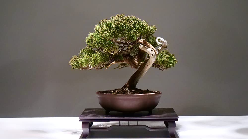 Bonsai Tree Seeds - Juniper Bonsai - 25 Seeds