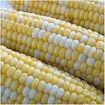Peaches and Cream Corn (25 Seeds), Long time favorite for gardeners