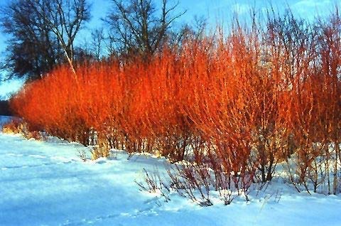 8 Flame Willow Tree Cuttings - Vibrant Orange and Red Colored Bark - Unique and Rare Exotic Plant