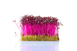 Red Amaranth Microgreen Sprouts Seed for Planting (500 Seeds)