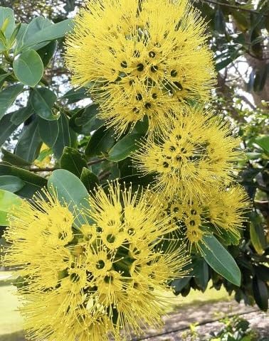 Dwarf Golden Penda Seeds for Planting (30 Seeds) - Xanthostemon chrysanthus - Olympic Gold Flowers