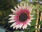 Indian Blanket SunFlo.wer S.eeds to Gr.ow | 25+ S.eeds | Gr.ow Exotic Indian Blanket SunFlo.wers