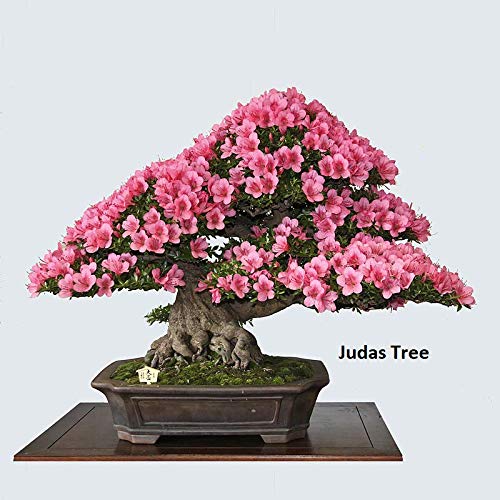 Flowering Bonsai Tree Seeds Bundle - 3 Types, All Flowering Tree Seeds, Vibrant Colors - Chinese Wisteria, Judas Tree, Blue Jacaranda