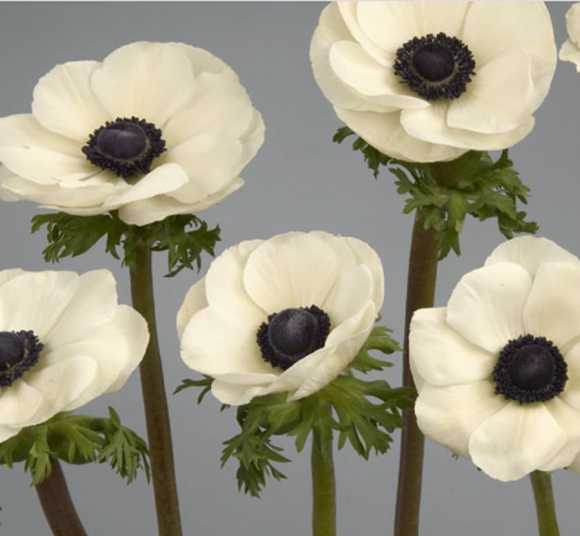 25 Anemone Caramel Flower Bulbs for Planting | Flower Bulbs for Planting