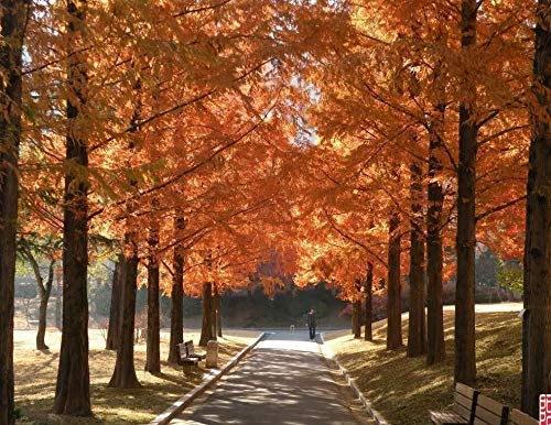 Dawn Redwood Tree Metasequoia jocad (20 Seeds)