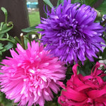 Aster Flower Seeds for Planting - 100 Seeds - Beautiful Annual, Great Cut Flowers