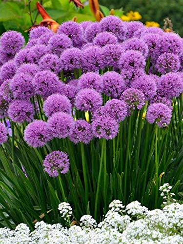 50 Purple Sensation Allium Bulbs for Planting - Perennial Garden or Container Flowers