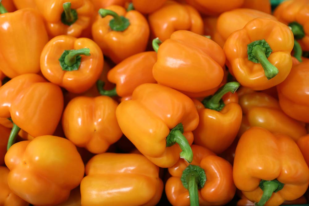 Orange King Bell Pepper Seeds - 100 Seeds - Grow Sweet Orange Peppers - Made in USA
