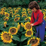 Dwarf Sunspot Sunflower Seeds to Plant | 50+ Seeds | Exotic Flower Seeds