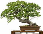 Jocadew Chinese Elm Bonsai Tree Prized Bonsai Specimen jocad (50 Seeds)