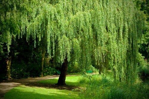 One (1) Golden Weeping Willow Tree - Ready to Plant - Beautiful Arching Canopy