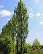 20 Lombardy Poplar Trees Live Cuttings (BTL) Rare and Unique Privacy Tree Grows Fast