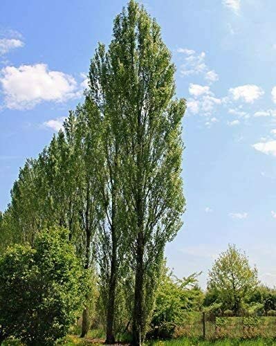 20 Lombardy Poplar Trees Live Cuttings (BTL) Rare and Unique Privacy Tree Grows Fast