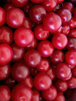 Cherry Plum Tree Seeds for Planting - Prunus cerasifera - Made in USA, Ships from Iowa - Popular Outdoor Tree or Bonsai