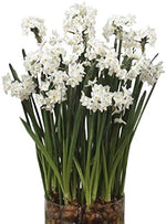 10 Ziva Paperwhite Bulbs - Fast Flowering Indoor Blooms - Largest Bulbs Available - Paperwhite Bulbs for Forcing Indoors, Bonsai Plant