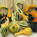 Autumn Wings Gourd Seeds for Planting (20 Seeds) - Exotic Mix of Colors and Shapes, Great for Display
