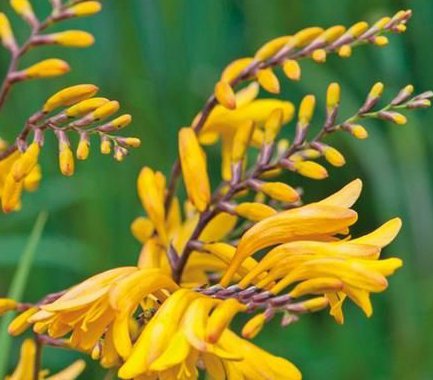 (2) George Davidson Spectacular Yellow Crocosmia Lily Blooming Size Bulbs for Beautiful Flowers in Your Garden - clarence